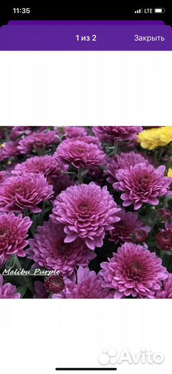 Хризантема в горшке