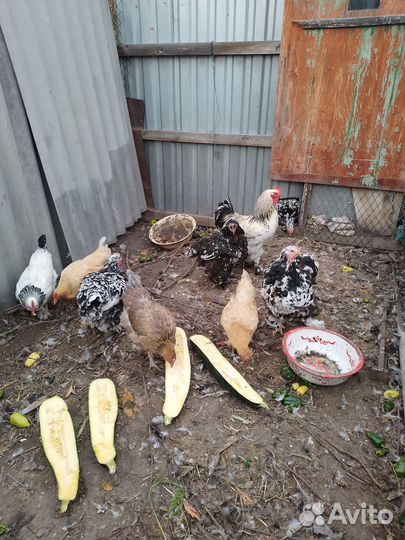 Куры несушки
