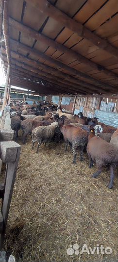 Бараны и овечки