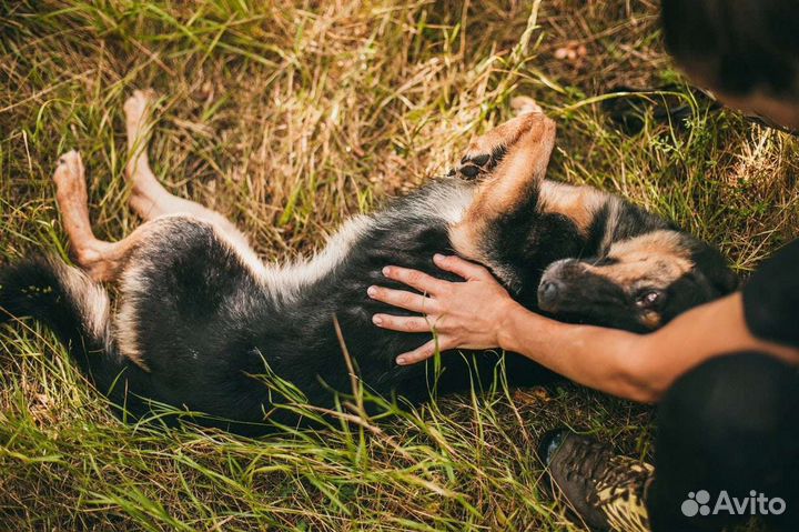 Собака в добрые руки,ялта
