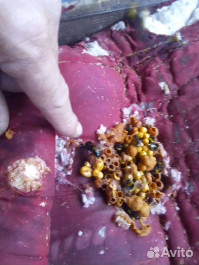 Продаю семью шмелей для тепличного хозяйства