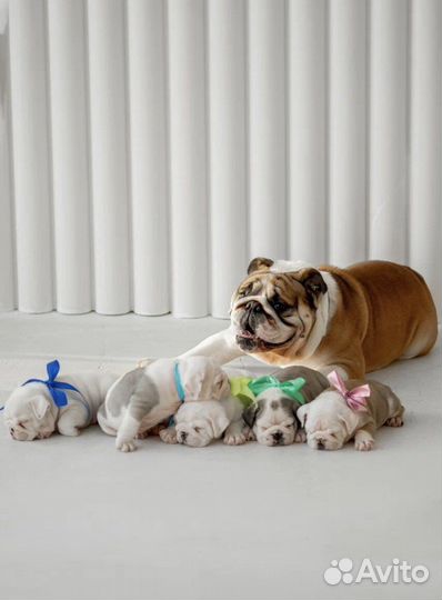 Английский бульдог