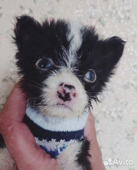 Щенки особые