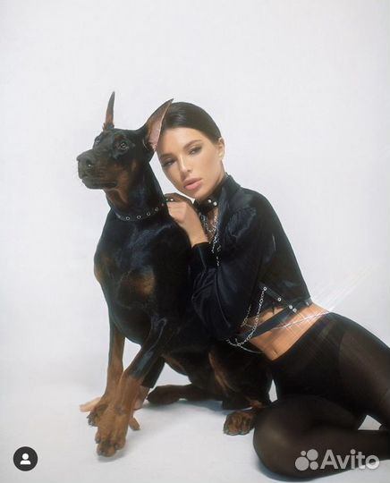 Доберман для фотосессии