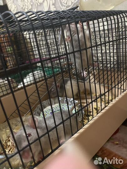 Крысы альбиносы