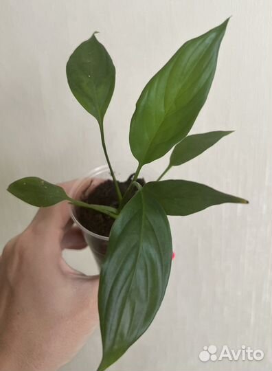 Спатифиллум, драцена, традесканция