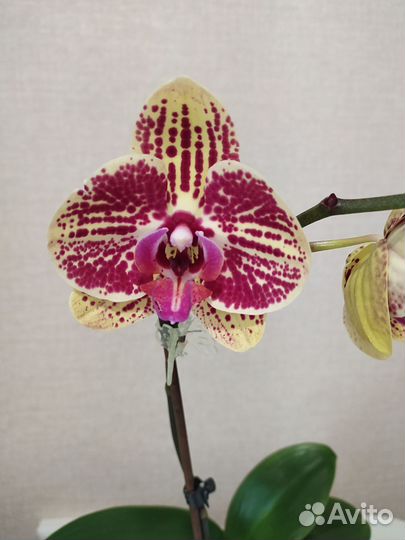 Орхидея фаленопсис