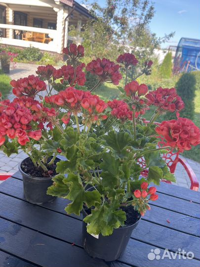 Пеларгония герань Red Pandora