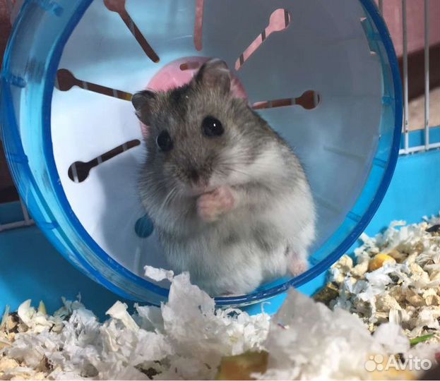 Хомячки Джунгарики