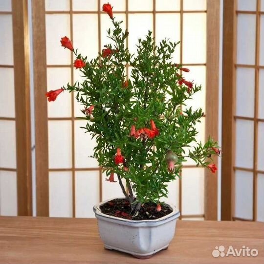 Саженцы граната комнатного