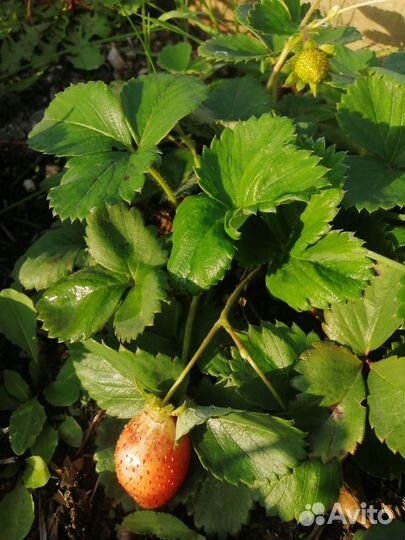 Клубника ремонтантная