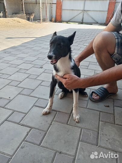 Щенок западно-сибирской лайки