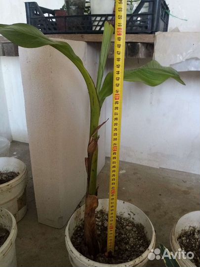 Банановая пальма