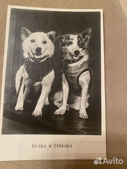 Почтовые карточки Белка и Стрелка