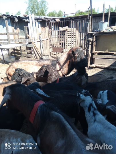 Козы дойные разных пород козлята