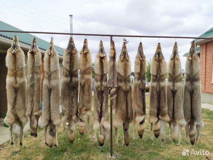 Шкуры волка