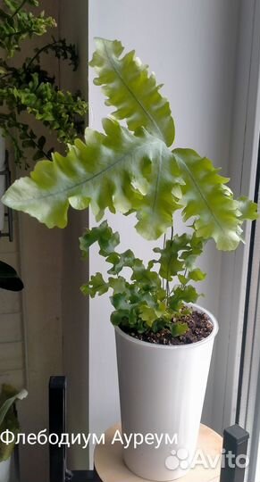 Папоротник