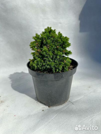 Ель канадская Альберта Глоб