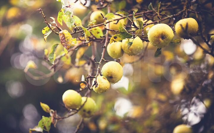 Участок 8 сот. (ИЖС)