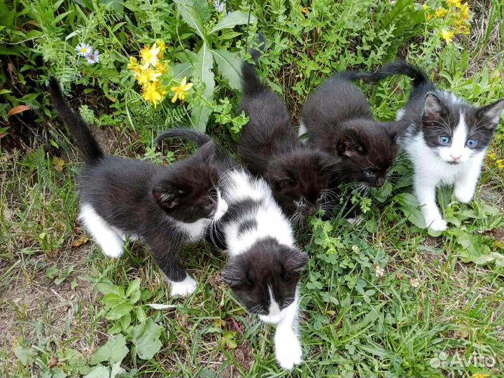 Прекрасные котята ищут любящий дом