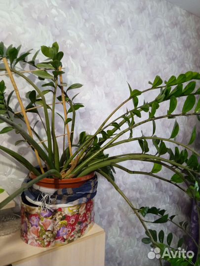 Взрослые цветы для дома и офиса