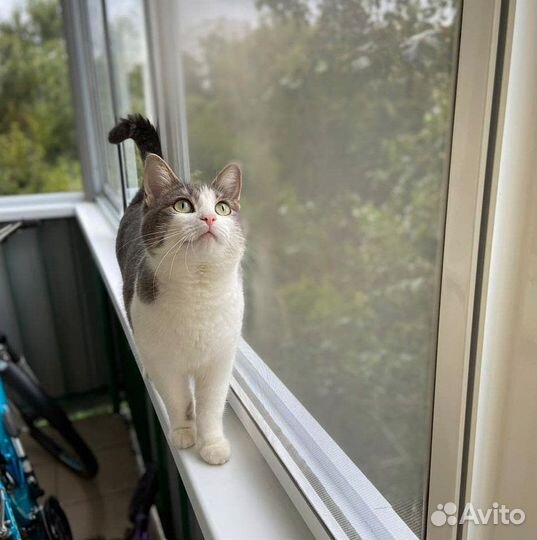 Москитная сетка Антикошка