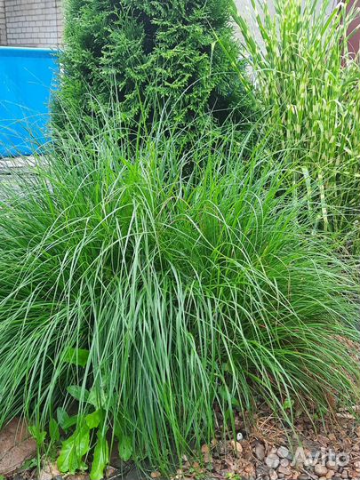 Растения для сада