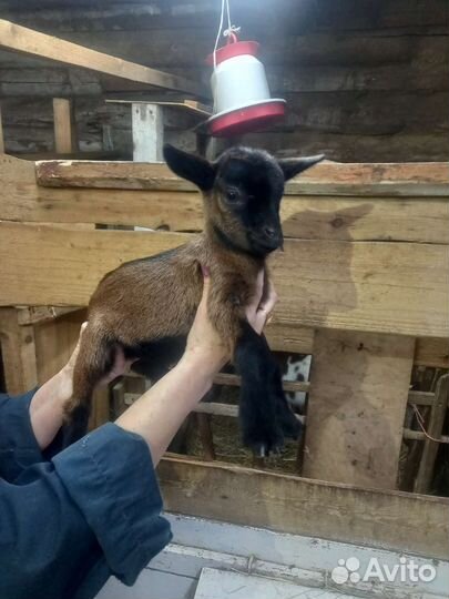 Козлята