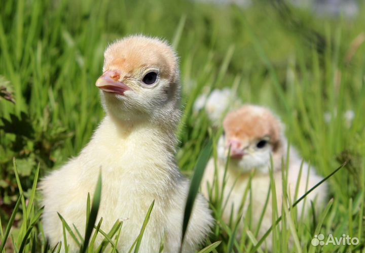 Индюшата Биг6 3 месяца