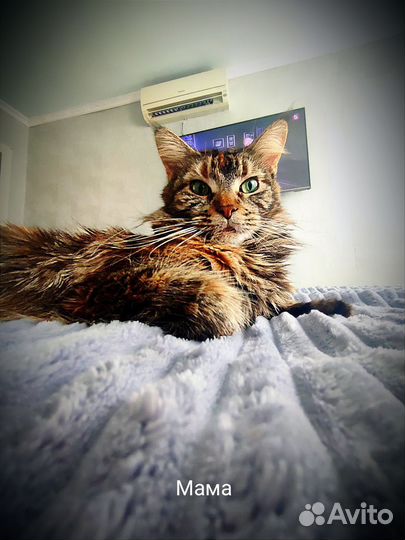Котята мейн-кун