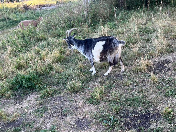 Продается козье стадо