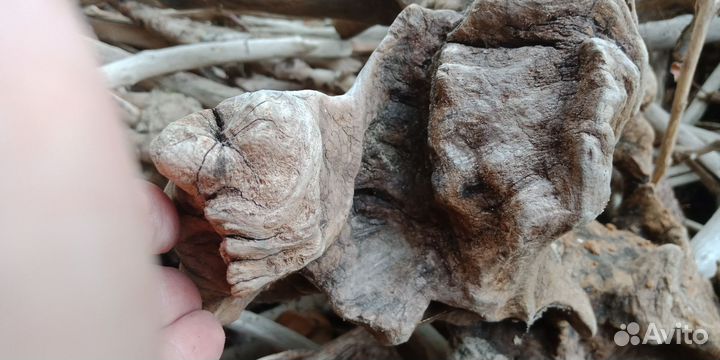 Дрифтвуд,коряги дубовые