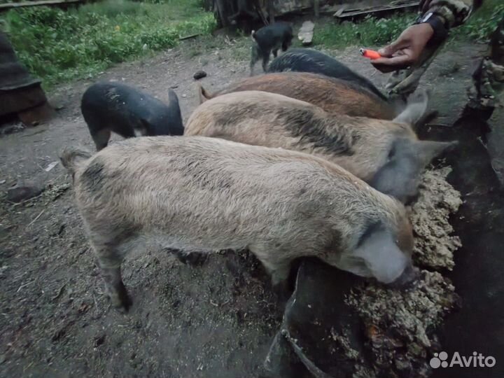 Поросята мангалица