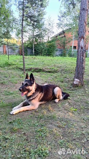 Собаки вязка овчарки