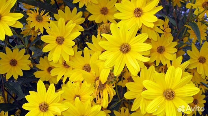 Гелиопсис (желтая ромашка)