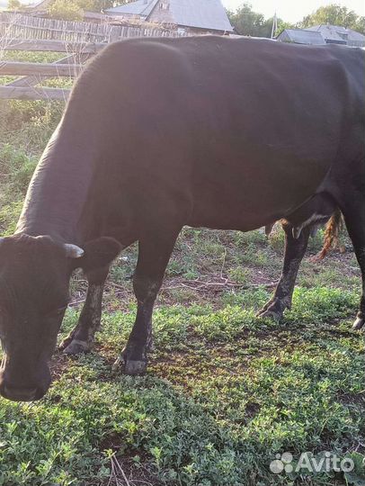 С/х животные