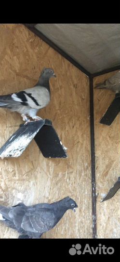 Голуби Такла