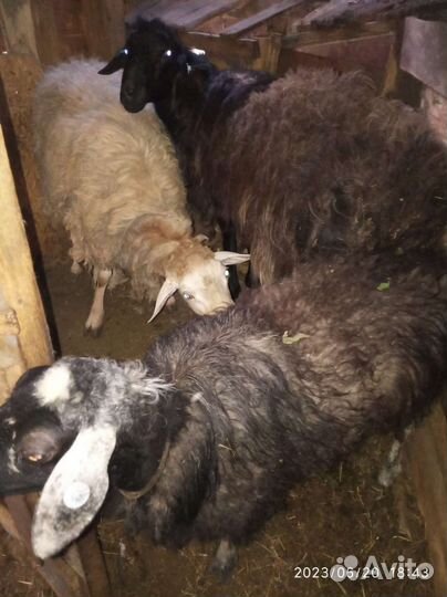Овцы бараны