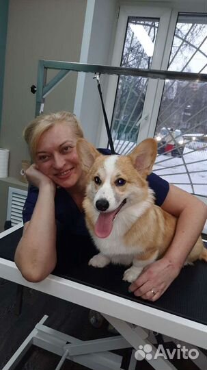 Груминг. Стрижка, вычес собак и кошек