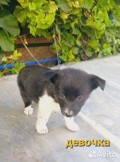 Щенок в добрые руки маленькой собаки девочка