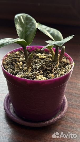 Замиокулькас 