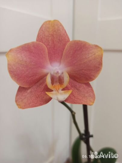 Орхидея Горизонт