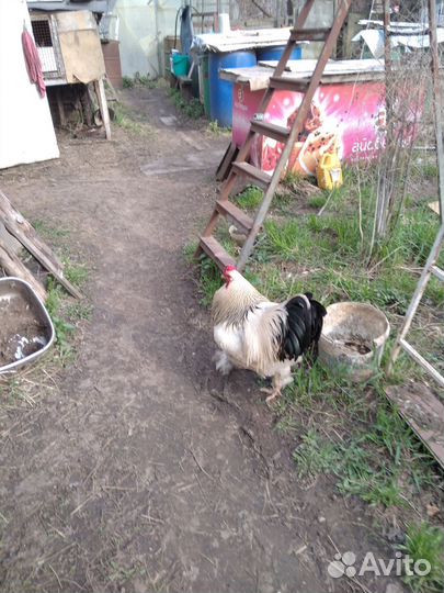Петух брама