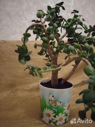 Денежное дерево толстянка