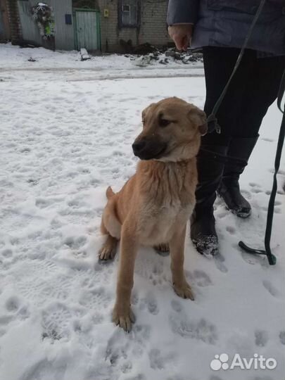 Рыжик ждет своего человека
