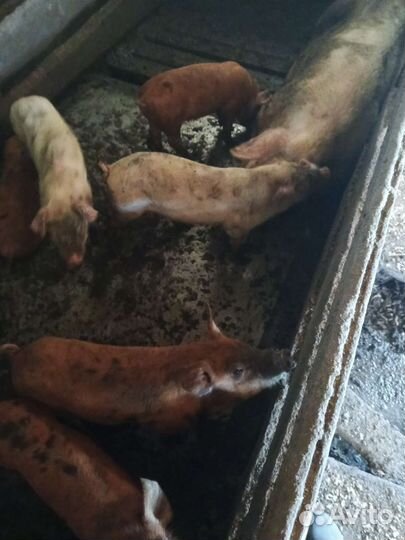 Поросята ландрас дюрок