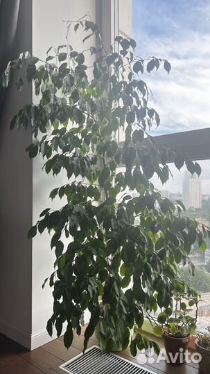 Фикус Бенджамина