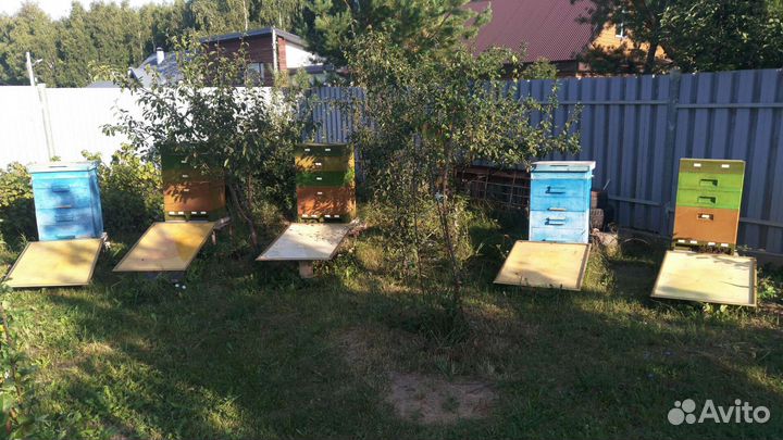 Ульи с пчелами