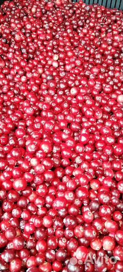 Клюква свежая
