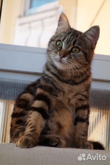 Молодая кошечка до года мраморная ласковая девочка